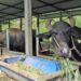 भारतबाट मुर्रा भैँसी, अमेरिका र अष्ट्रेलियाबाट घाँस