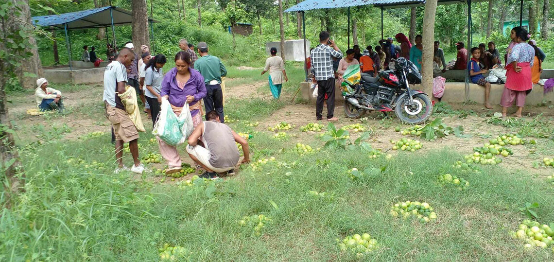 सामुदायिक वनका उपभोक्ता कागती खेतितर्फ आकर्षित