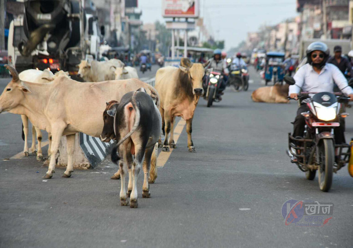 छाडा चौपायाले दुर्घटना निम्त्याउँदै, सवारी आवागमनमा समस्या
