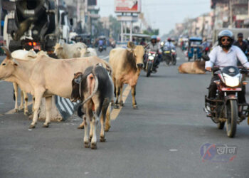 छाडा चौपायाले दुर्घटना निम्त्याउँदै, सवारी आवागमनमा समस्या
