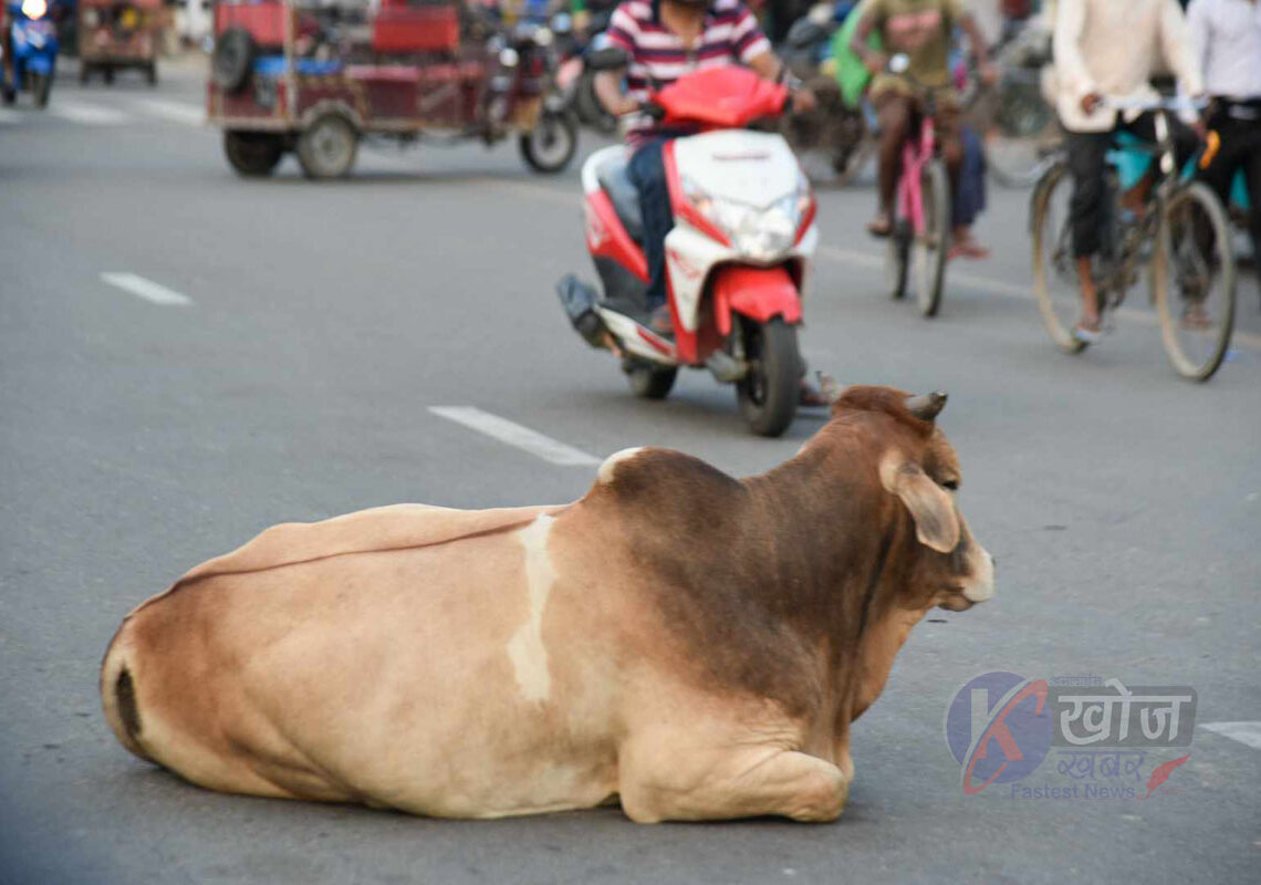 छाडा चौपायाले दुर्घटना निम्त्याउँदै, सवारी आवागमनमा समस्या