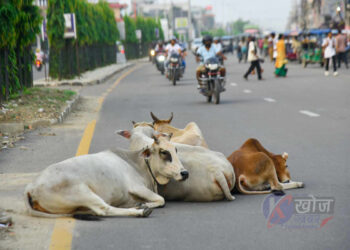 छाडा चौपायाले दुर्घटना निम्त्याउँदै, सवारी आवागमनमा समस्या