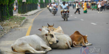 छाडा चौपायाले दुर्घटना निम्त्याउँदै, सवारी आवागमनमा समस्या