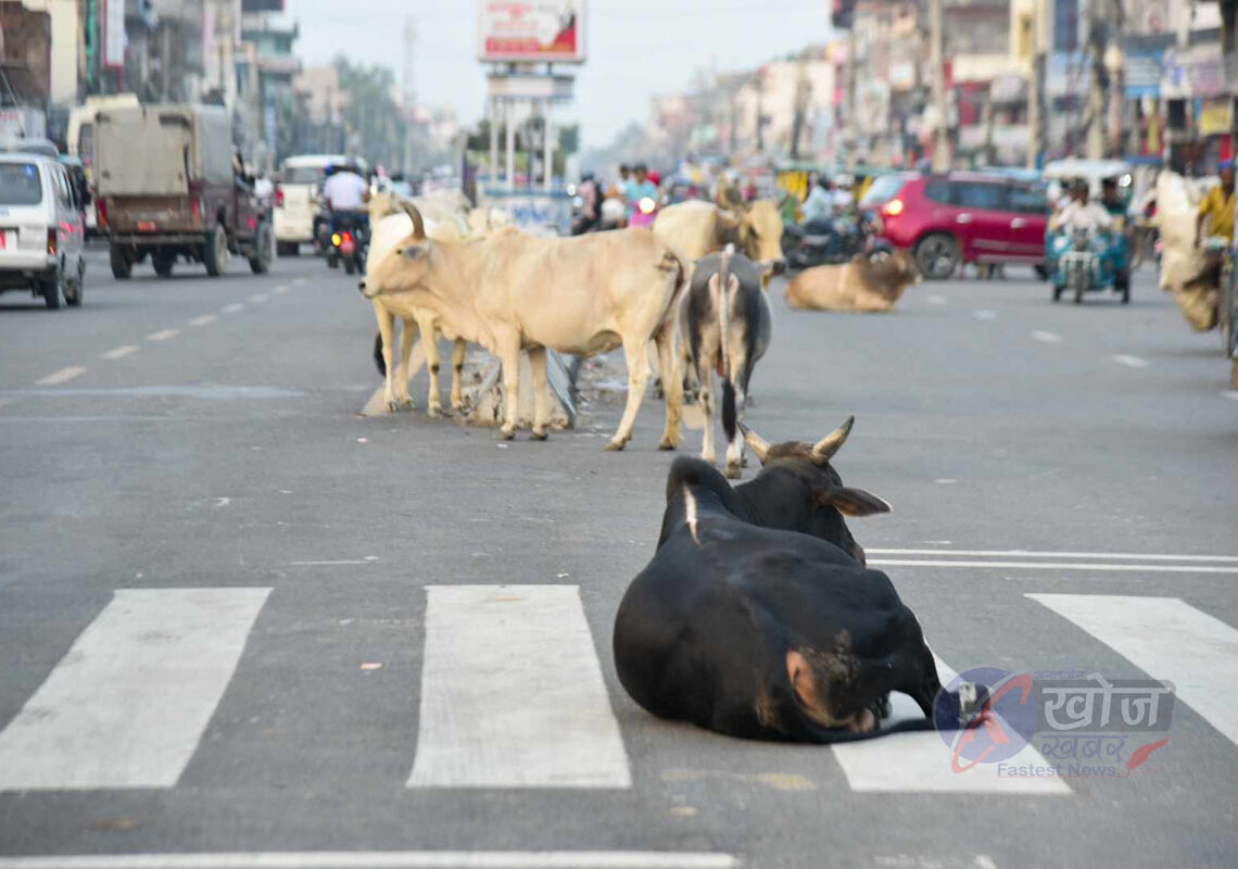 छाडा चौपायाले दुर्घटना निम्त्याउँदै, सवारी आवागमनमा समस्या