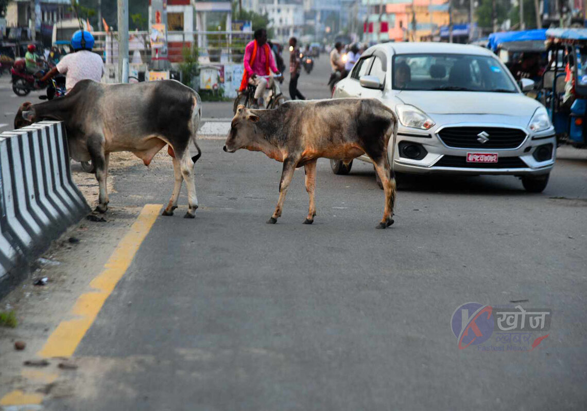 छाडा चौपायाले दुर्घटना निम्त्याउँदै, सवारी आवागमनमा समस्या