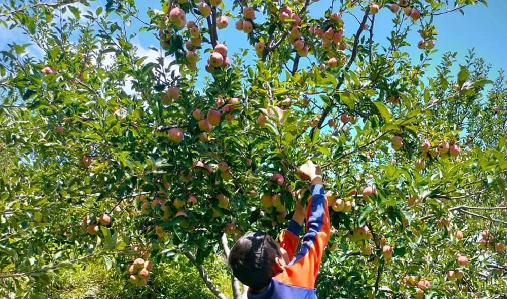 बिक्री नहुने डरले काँचै स्याउ बेच्न बाध्य छन् डोल्पाका कृषक