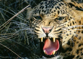 चितुवाको आक्रमणबाट एकजना घाइते