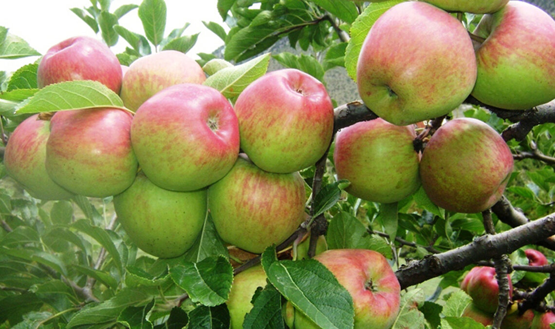 जुम्लाको काँचो स्याउ रोक्न सिफारिस अनिवार्य