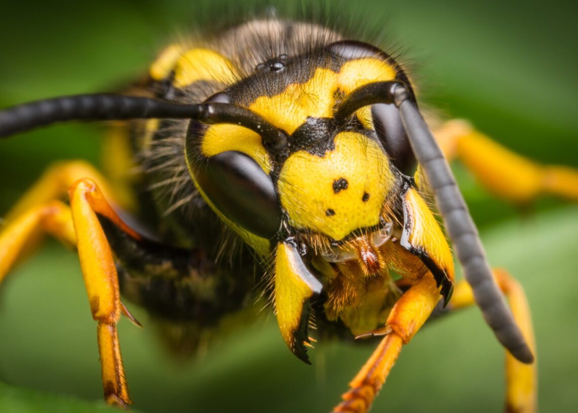 अछाममा अरिङ्गालले चिलेर एक पुरुषको मृत्यु