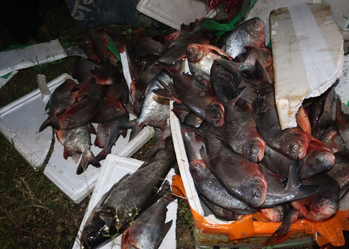 दुई हजार किलो माछा नष्ट