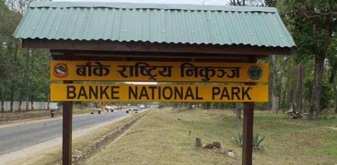 निकुञ्ज क्षेत्रमा तीव्र गतिले मानवीय क्षति