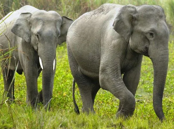 जङ्गली हात्तीद्वारा बीस बिघाको धानबाली नष्ट