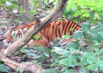 बर्दियामा बिरामि पाटेबाघको उद्धार