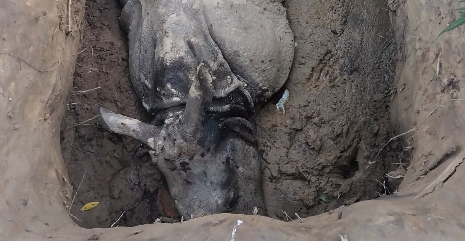 चितवन राष्ट्रिय निकुञ्जमा तस्करले दुई गैँडा मारे