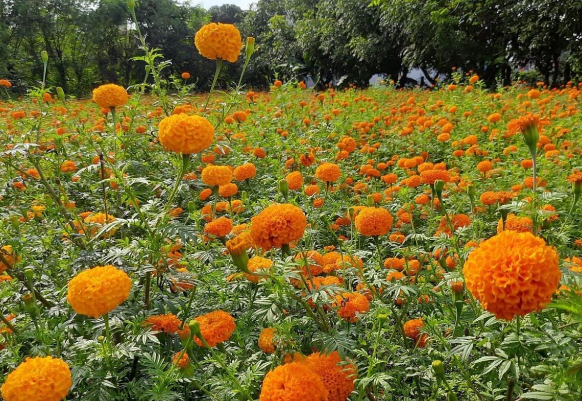 तिहार नजिकिएसँगै सयपत्री फूल टिप्ने चटारो