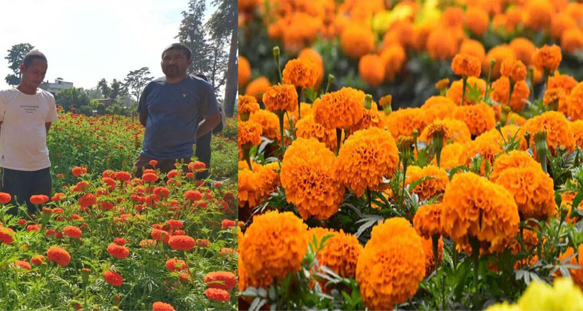 सयपत्री फुलको माग बढ्दो,फुल उत्पादनमा जुटन थाले कोहलपुरका युवा