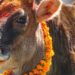 तिहारको चौथो दिन : आज गोवर्द्धन, बली, गोरु र हलि पूजा