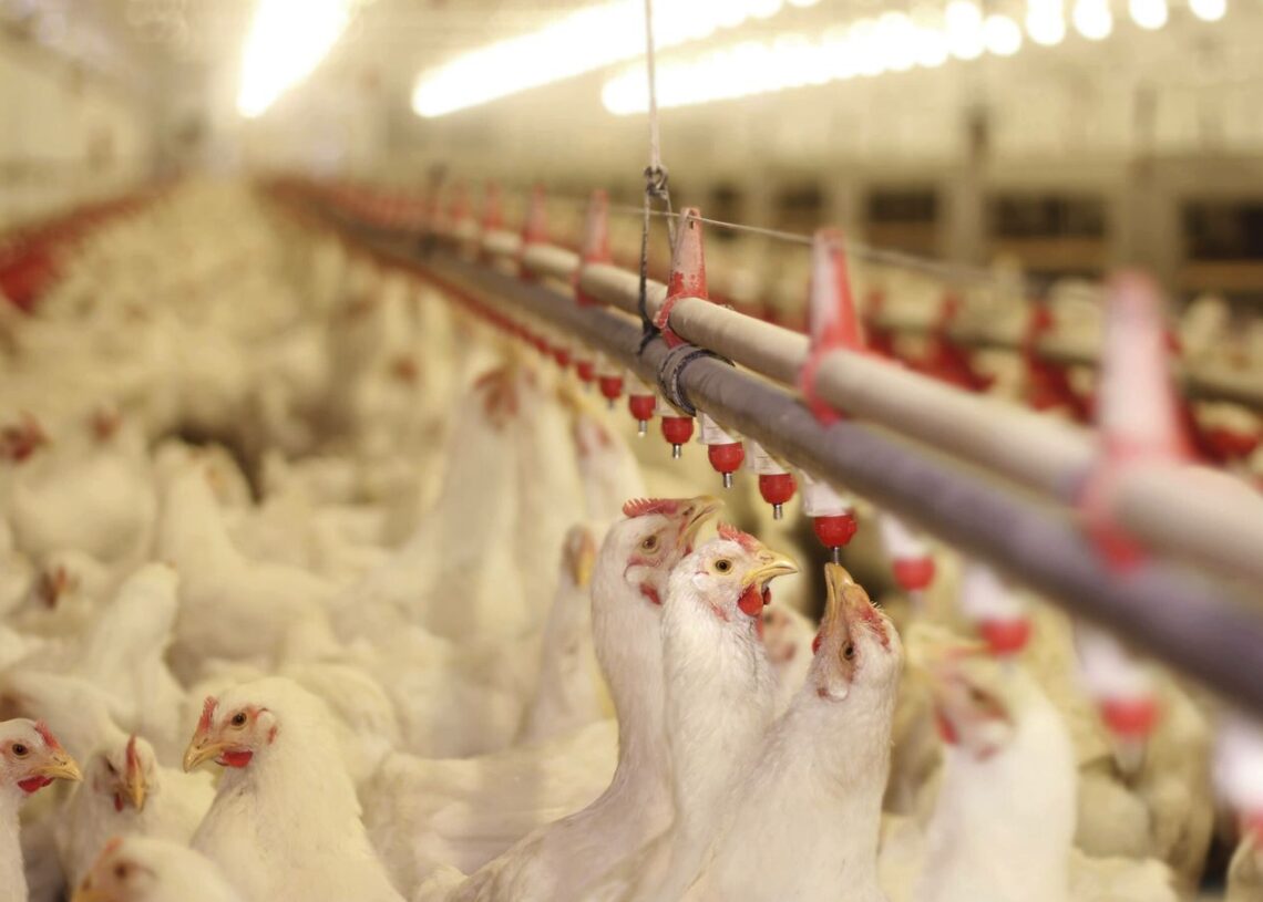 पोल्ट्री व्यवसायी भन्छन् : ‘व्यवसाय जोगाउने कि समाप्त पार्ने भन्ने राज्यको हातमा छ’