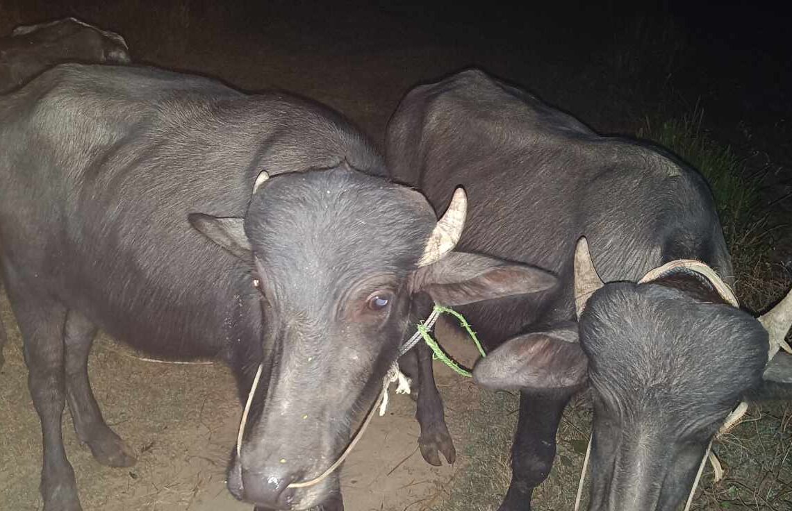 भन्सार छलेर ल्याइएका ४ वटा राँगा परे प्रहरीको फन्दामा