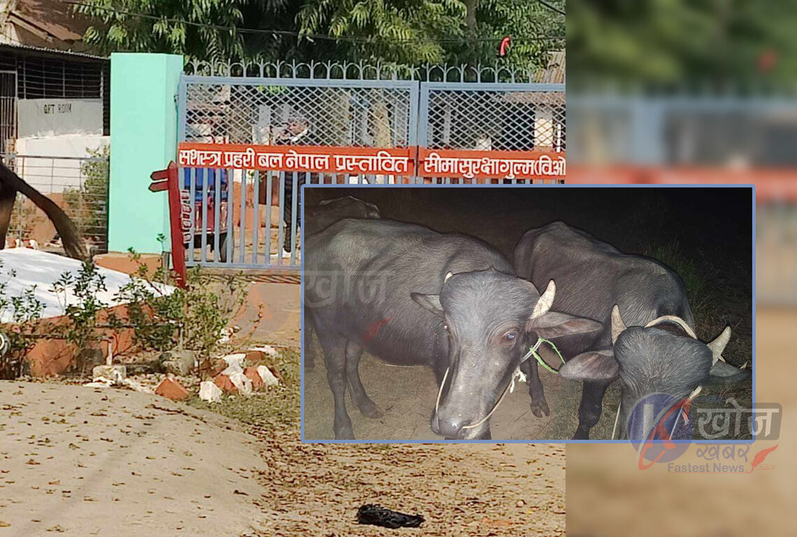 नेपाल प्रहरीले बुझाएको चार मध्ये दुई राँगा सशस्त्र प्रहरीको गेटबाट गायव