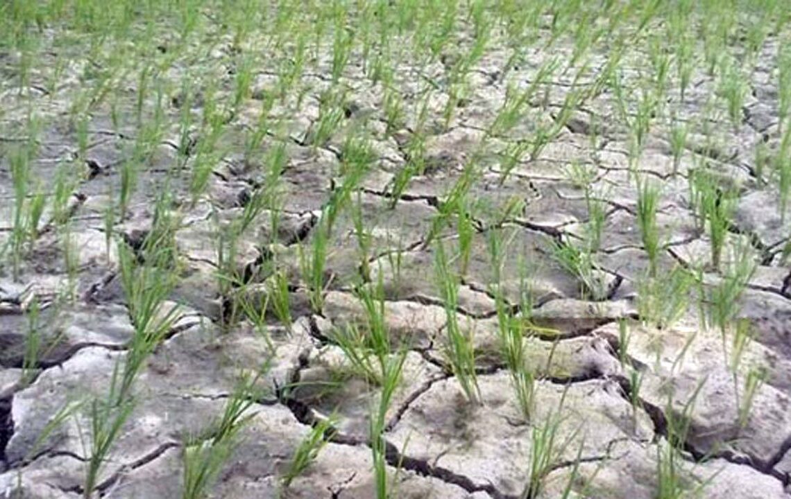 खडेरीले भोकमरी निम्तिने चिन्तामा किसान