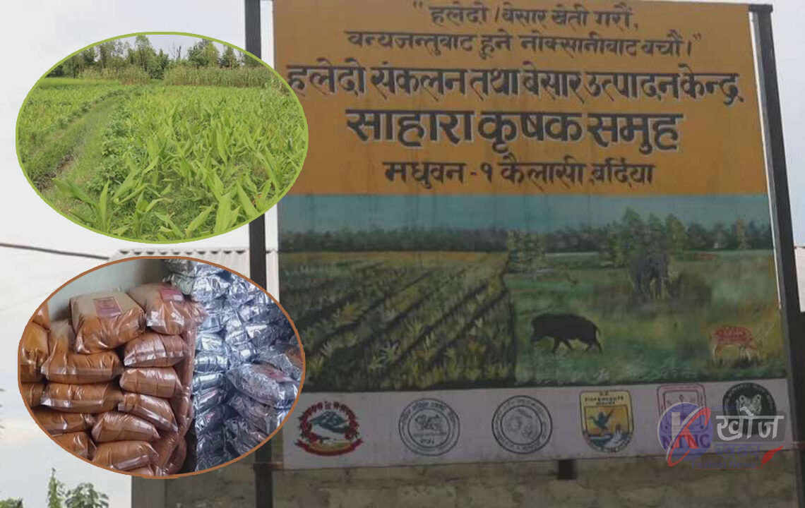 निकुञ्ज आसपासका किसान बेसार खेतितर्फ आकर्षित