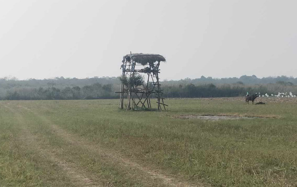 जङ्गली जनावरबाट किसानलाई बाली  जोगाउन सकस