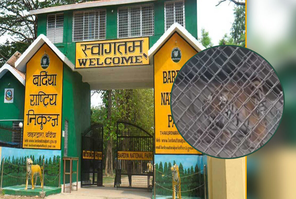 समस्याग्रस्त एउटा बाघको आहारा एक दिनको फरकमा सात किलो मासु