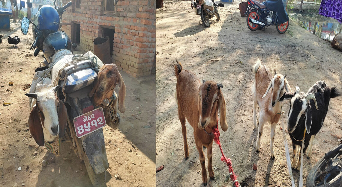 भन्सार छलीको खसी बाख्रा बरामद