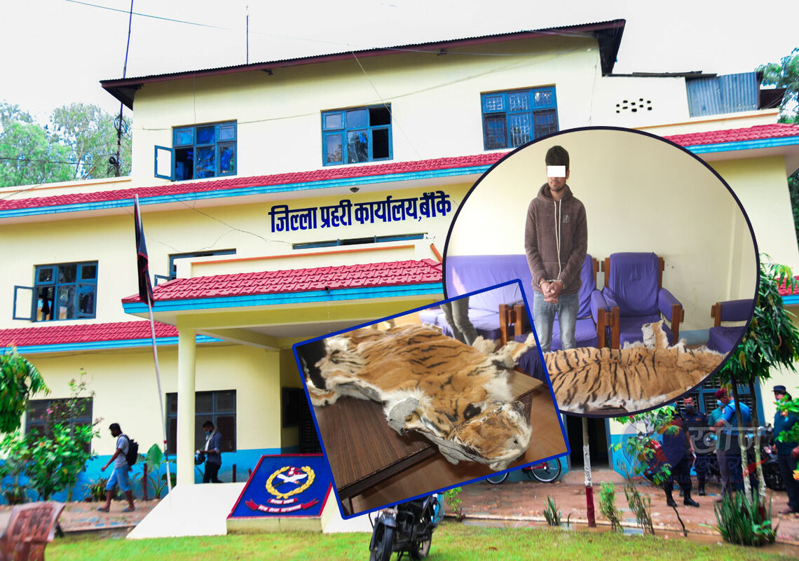 नेपालगन्जमा पाटे बाघको छाला सहित एक पक्राउ