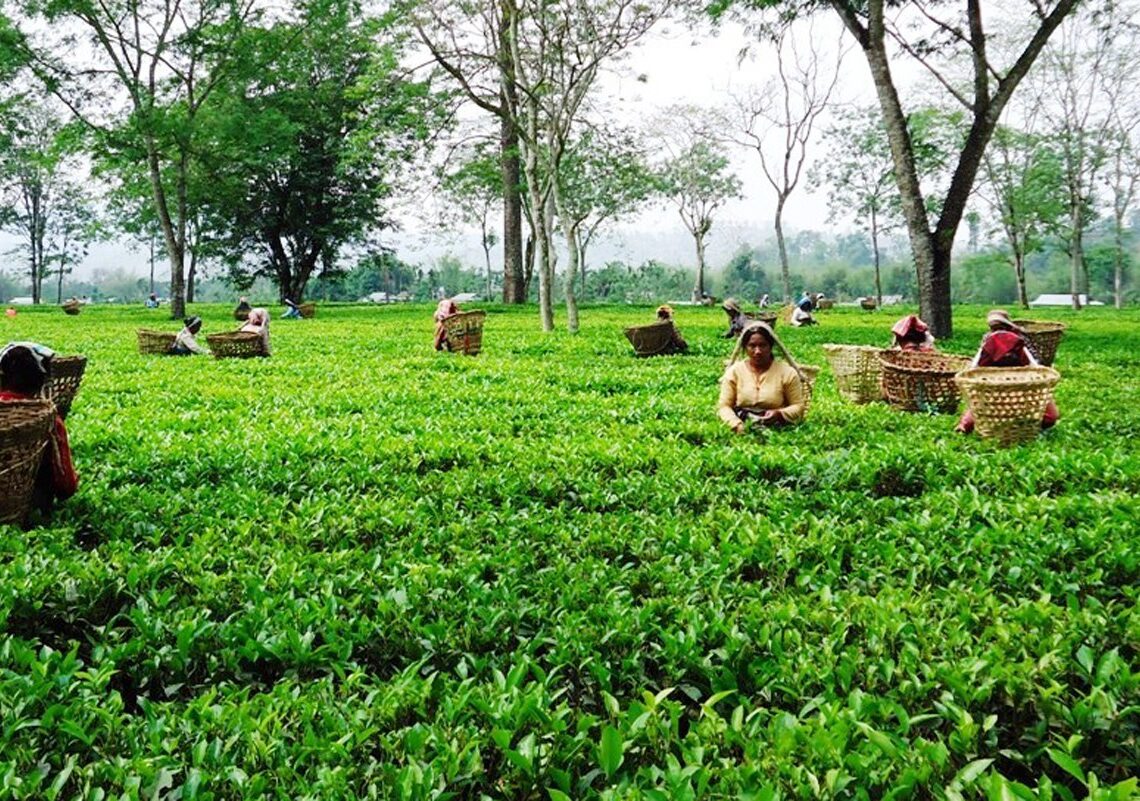 भारतले रोक्यो नेपाली चियाको निर्यात