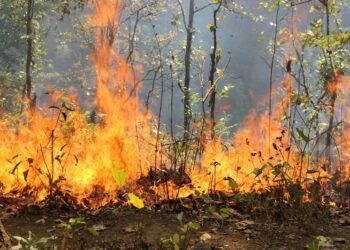 आधा दर्जन सामूदयिक वनमा डढेलो