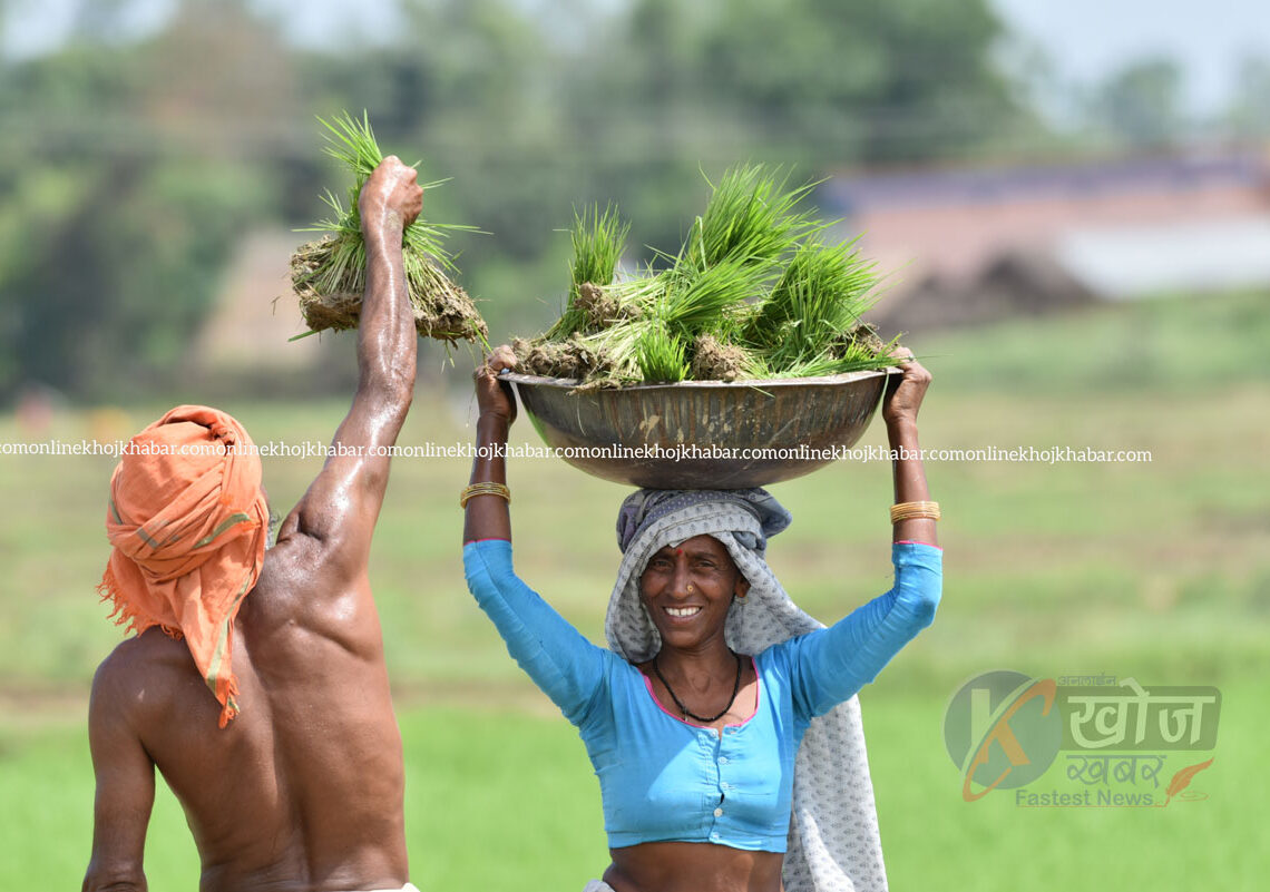 बाँकेमा चैते धान रोपाइँ