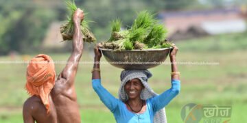 बाँकेमा चैते धान रोपाइँ
