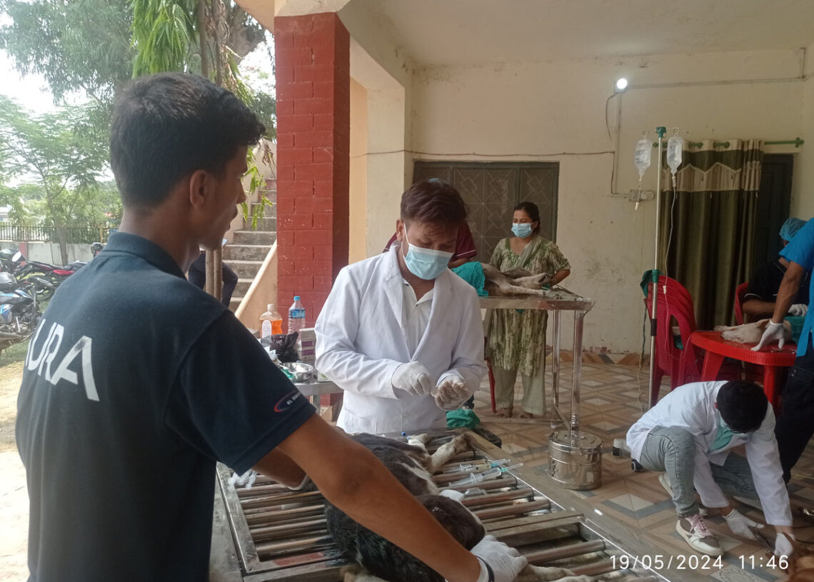 नेपालगञ्जमा सामुदायिक कुकुरहरुको बन्ध्याकरण