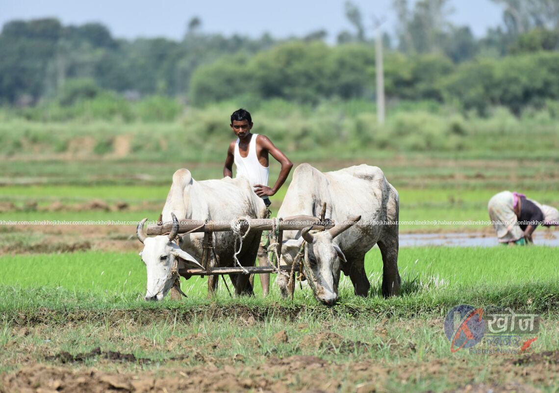 लामो समयपछि बाँकेमा वर्षा, किसानलाई राहत