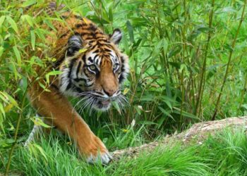 बाघको खोजीमा हात्तीसहित खटियो प्राविधिक टोली