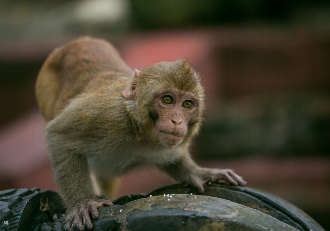 बाँकेको जानकीमा बाँदर आतङ्क, स्थानीयवासी आतङ्कित