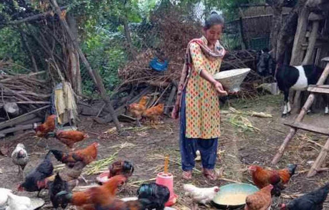 बन्ध्याकरण गरिएको भाले पाल्नेलाई राप्ती गाउँपालिकाको अनुदान