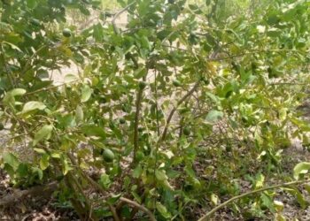 कुश्मिया सामुदायिक वनमा लोभलाग्दो कागती खेती