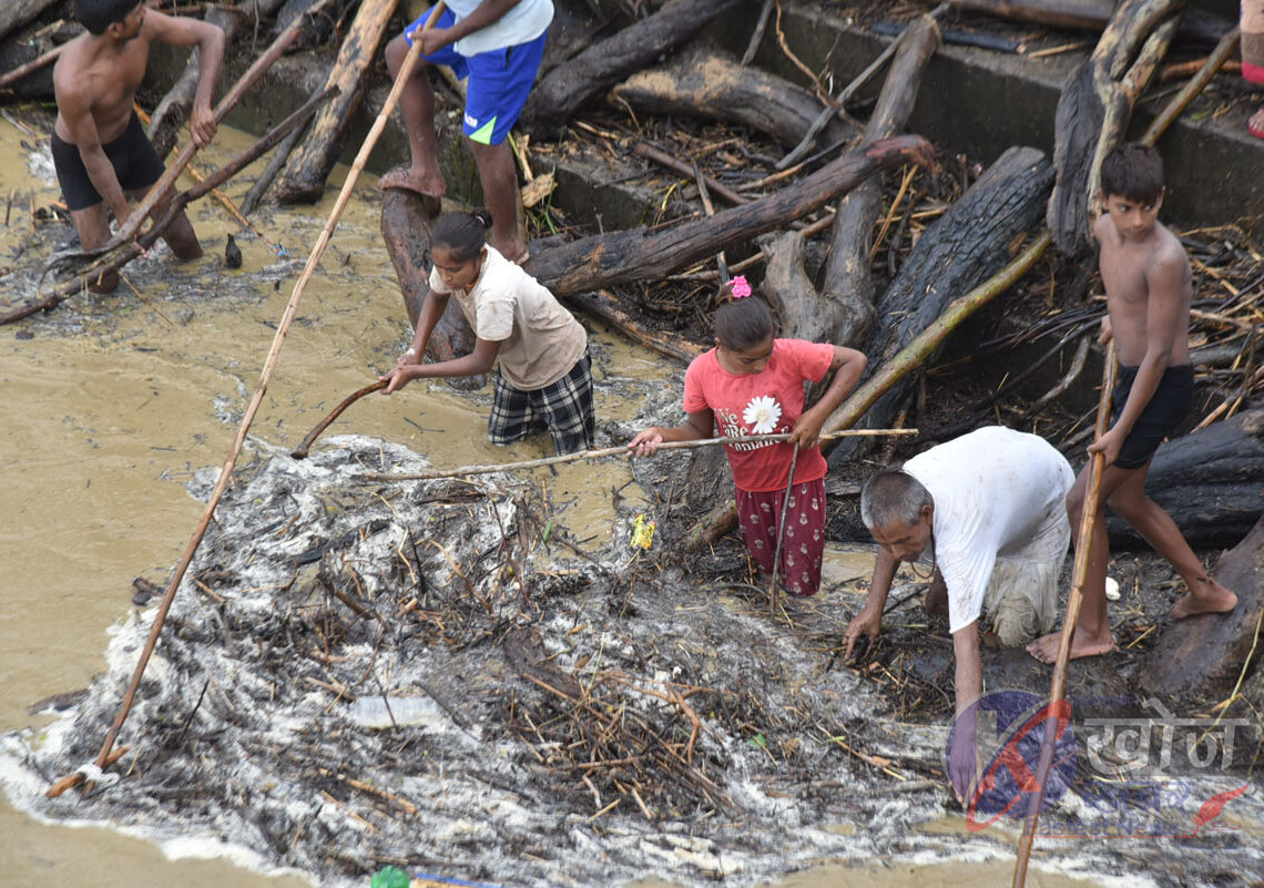 राप्ती नदिमा बाढी खतरा सतहभन्दा माथि : जोखिम मोलेर बाढीबाट दाउरा झिक्दै स्थानीय