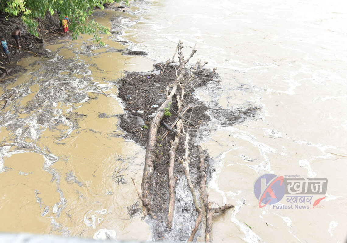 कर्णाली र बबई नदीले वर्सेनि बगाउँछ करोडौँको काठ