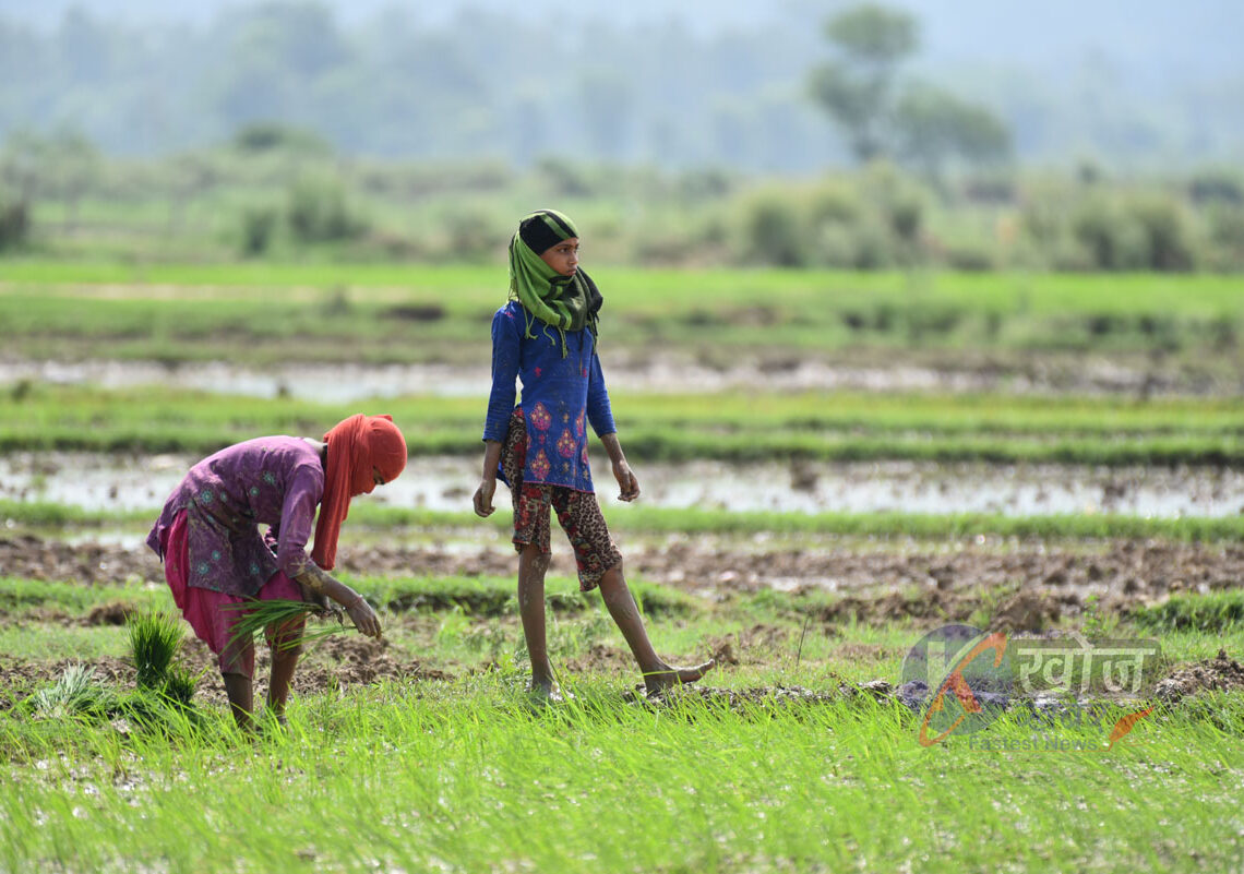 बाँकेमा २५ प्रतिशत रोपाइँ