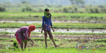 बाँकेमा २५ प्रतिशत रोपाइँ
