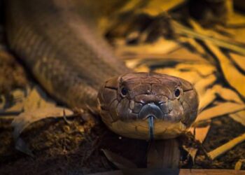 बाँकेका विभिन्न जङ्गलबाट ६३ सर्पको उद्धार