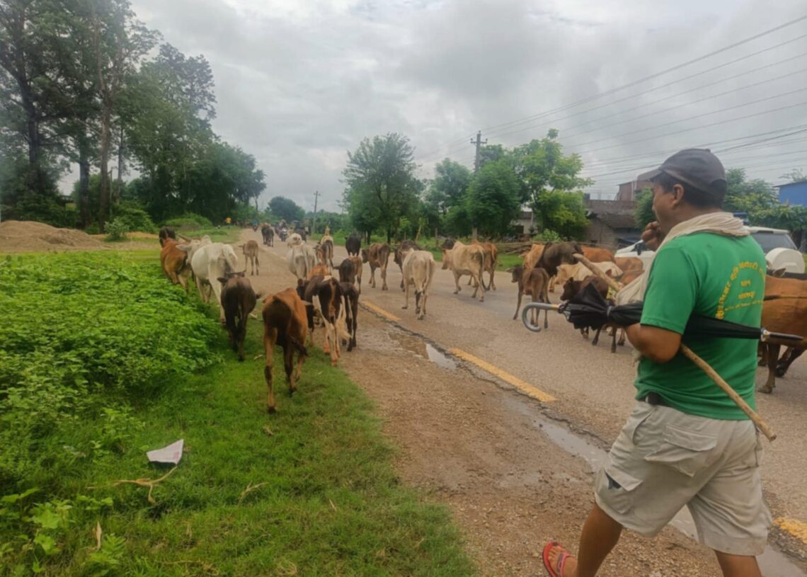 छाडा पशुचौपाया व्यवस्थापन गर्दै कोहलपुर