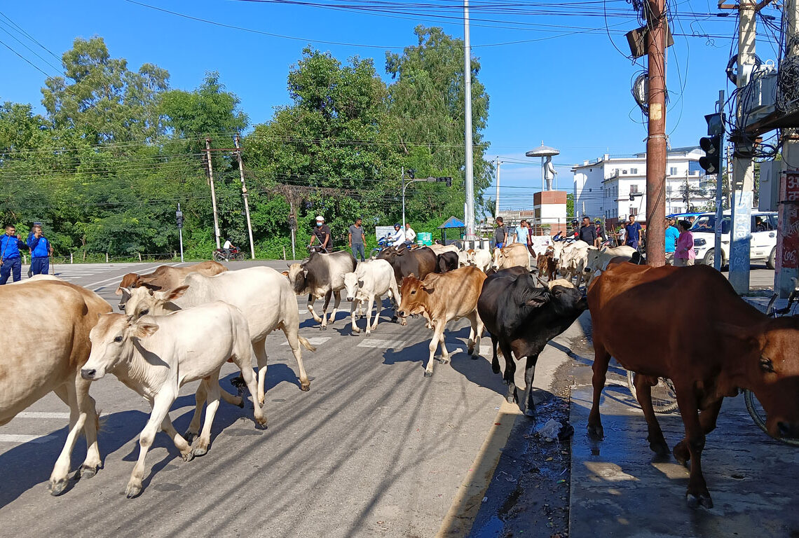 ६४ वटा छाडा पशुचौपाया काञ्जीहाउस पुर्याइयो