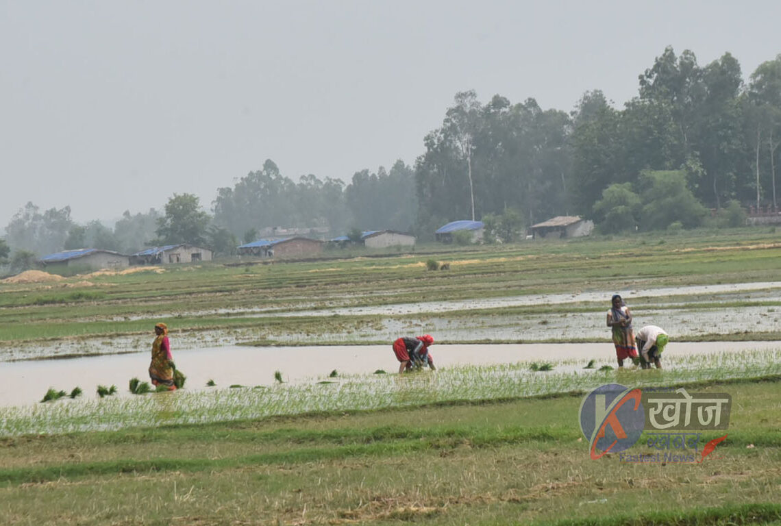 बाँकेमा ३५ हजार हेक्टर बढी क्षेत्रमा धान रोपाइँ