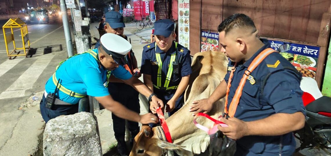 दुर्घटना न्यूनीकरणमा प्रहरीको एक्सनः छाडा पशुचौपाया समाउँदै, घाँटीमा रिफ्लेक्टर स्टिकर लगाउँदै
