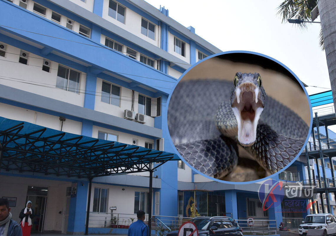 भेरी अस्पतालमा सर्पदंशका बिरामी बढे, १२० जनाभन्दा बढी बिरामीको उपचार